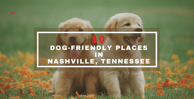 10 Dog friendly Places in Nashville, Tennessee